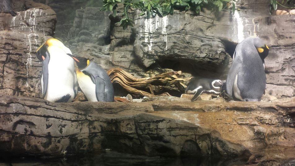 Jul. 2013 - Wings of the World - King + Magellanic Penguins