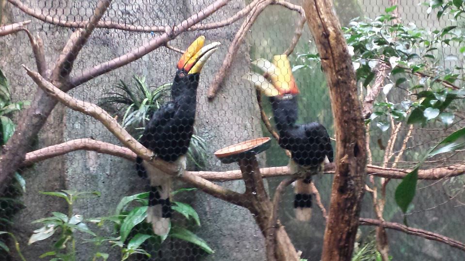 Jul. 2013 - Wings of the World - Rhinoceros Hornbills