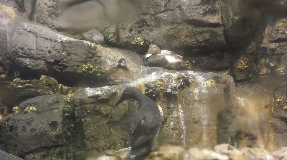 Jul. 2013 - Wings of the World - Spectacled Eider + Harlequin Duck +  Pigeo