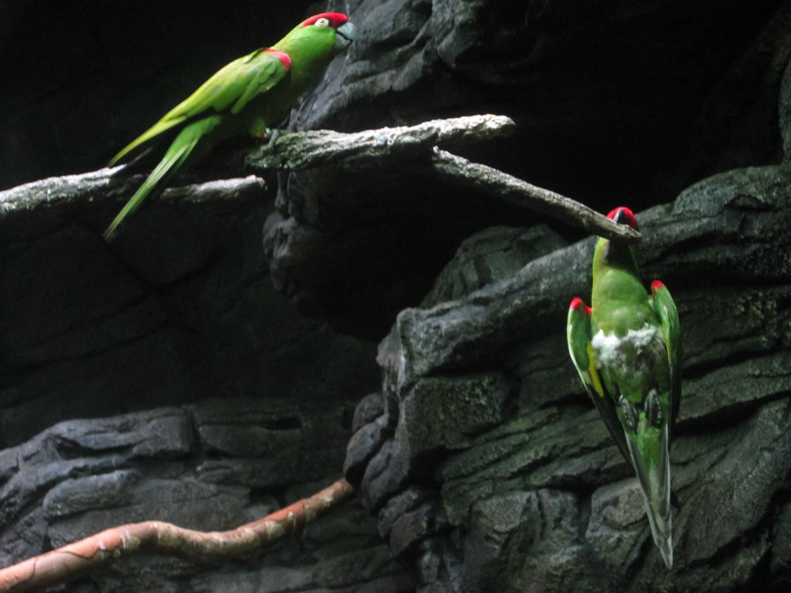 Jul. 2013 - Wings of the World - Thick-billed Parrots