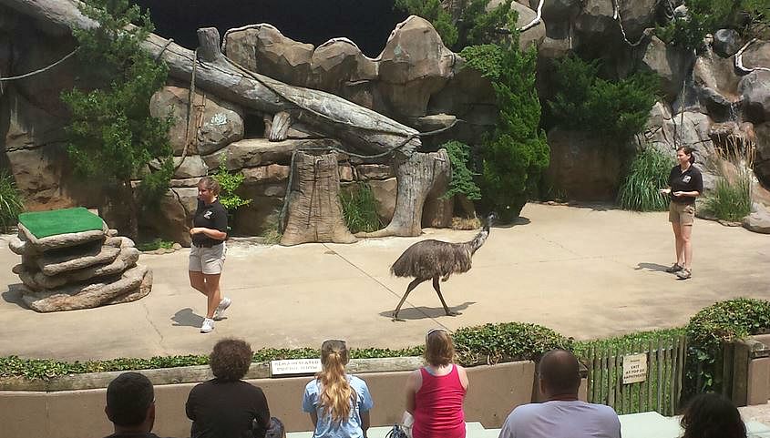 Jul. 2013 - Wings of Wonder - Emu