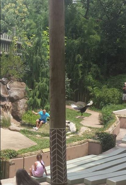 Jul. 2013 - Wings of Wonder - Hornbill Accident