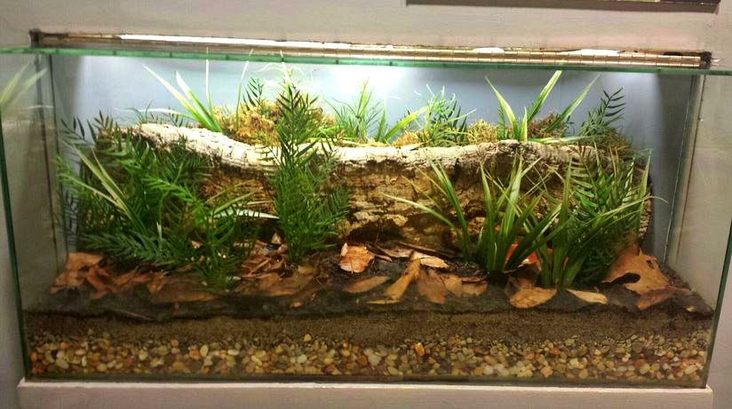 Jul. 2013 - World of the Insect - American Burying Beetle Exhibit