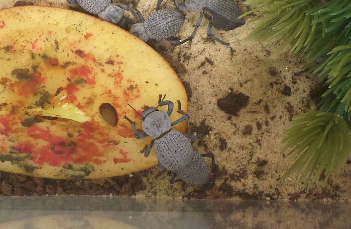 Jul. 2013 - World of the Insect - Blue Death Feinging Beetle