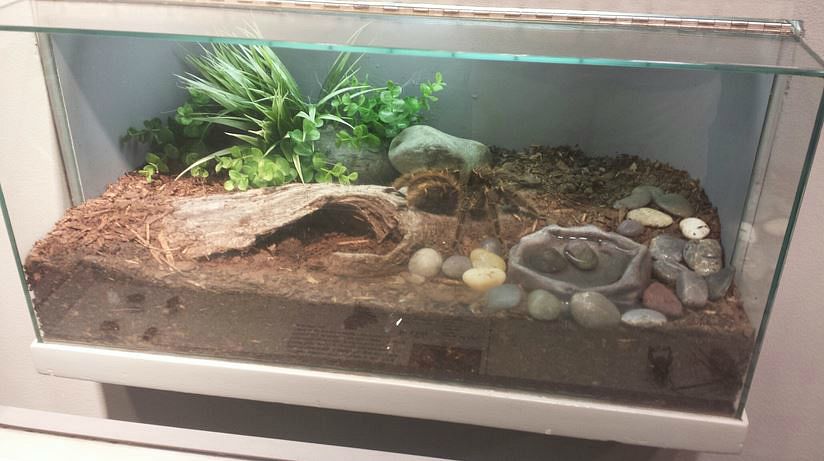 Jul. 2013 - World of the Insect - Brazilian Salmon Pink Tarantula Exhibit