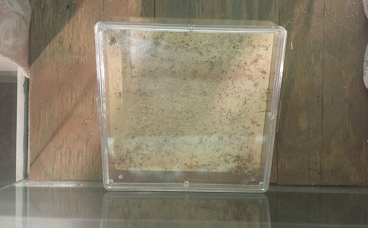 Jul. 2013 - World of the Insect - Brown Recluse Spider Exhibit