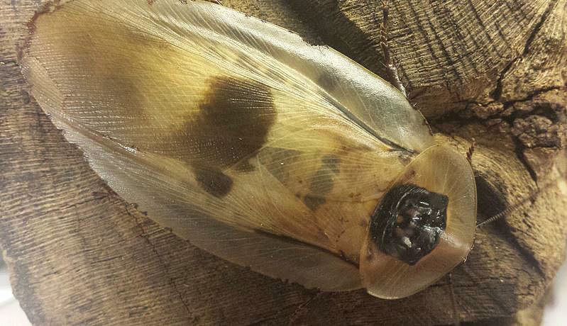 Jul. 2013 - World of the Insect - Giant Cockroach