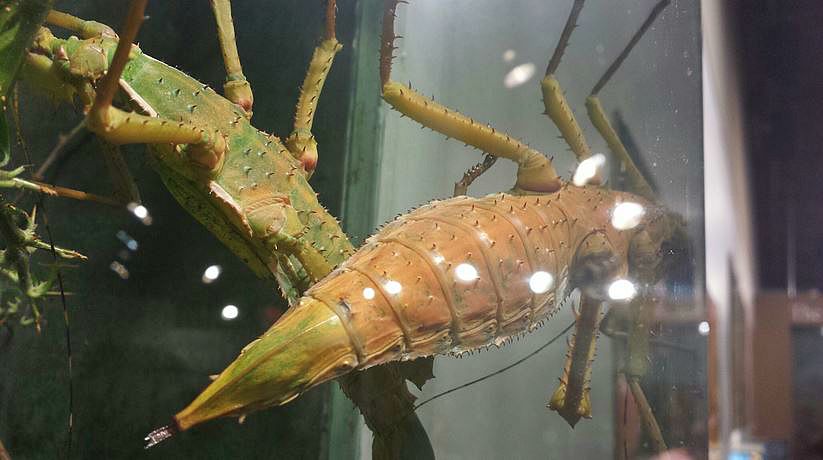 Jul. 2013 - World of the Insect - Giant Spiny Leaf Insects