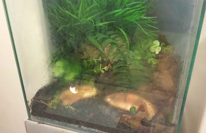 Jul. 2013 - World of the Insect - Green June Bug Exhibit