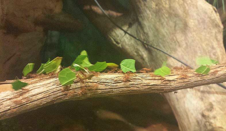 Jul. 2013 - World of the Insect - Leaf-cutter Ants