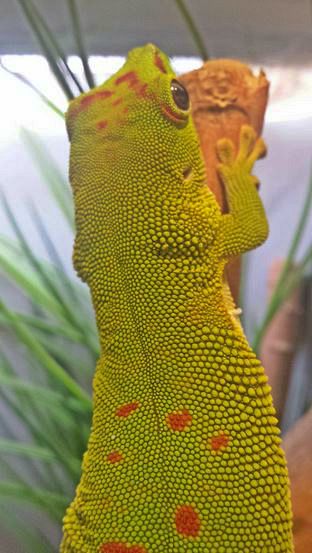 Jul. 2013 - World of the Insect - Madagascar Giant Day Gecko