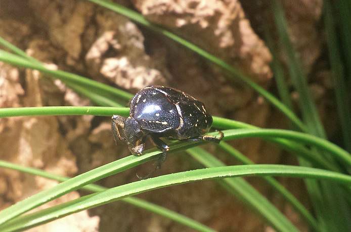 Jul. 2013 - World of the Insect - Tin Foil Beetle
