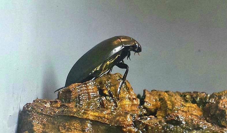 Jul. 2013 - World of the Insect - Water Scavenger Beetle