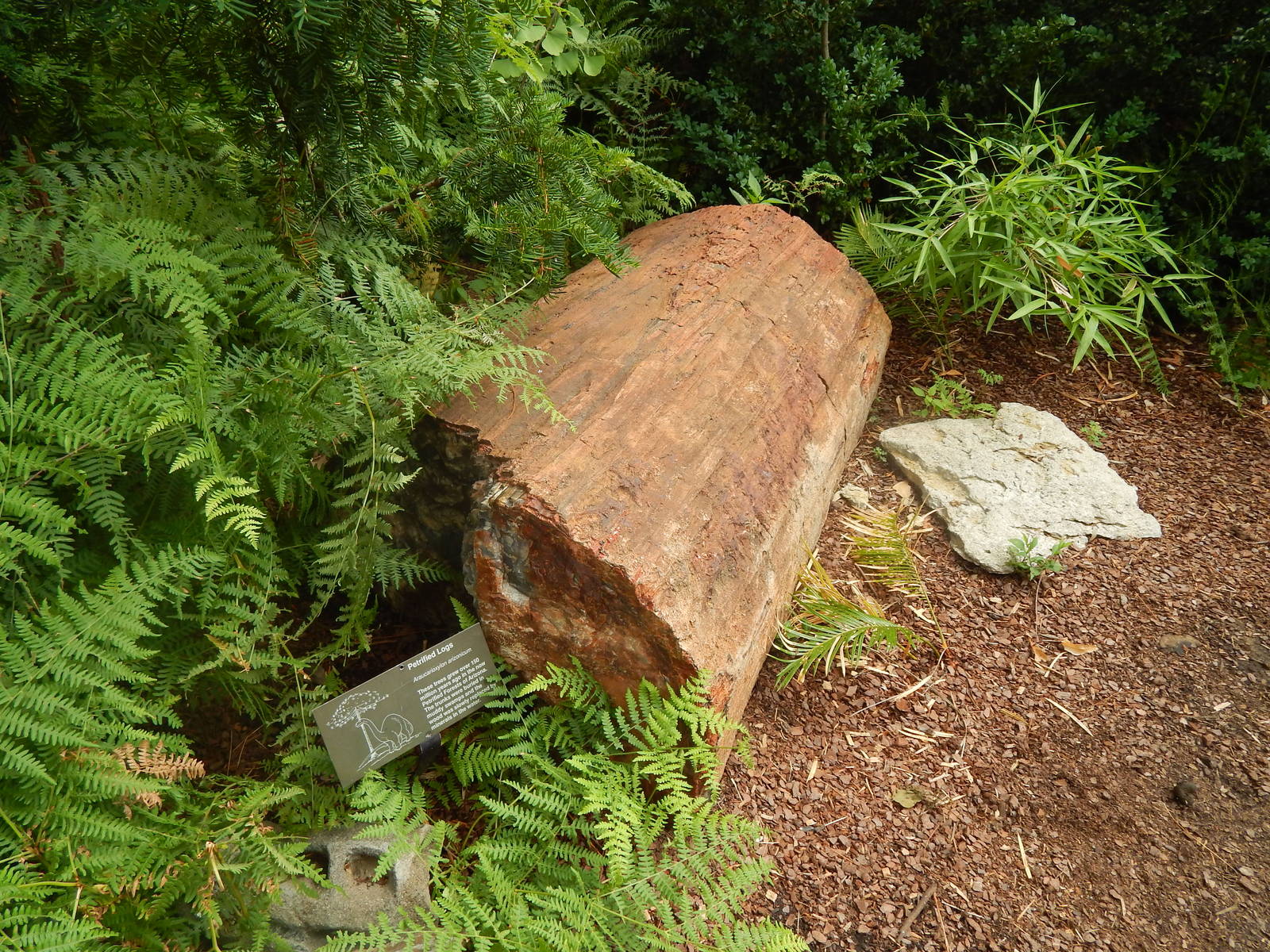 Jul. 2014 - 150 Million Year-Old Arizona Petrified Tree
