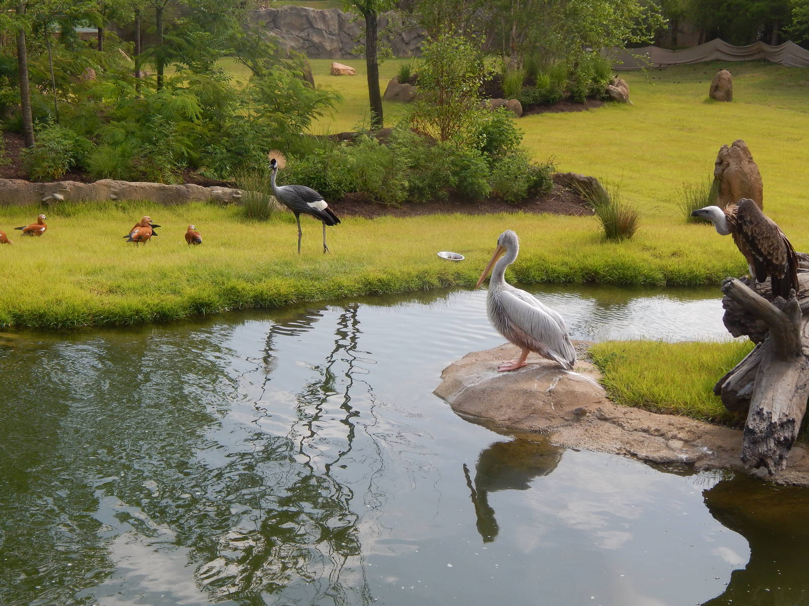 Jul. 2014 - Africa - Africa Plains - Pink-backed Pelican + Ruppells Vulture