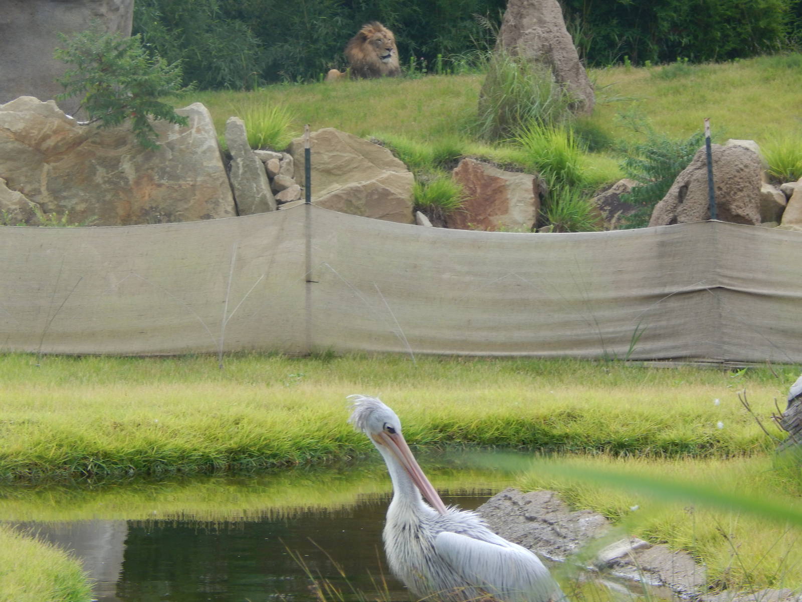 Jul. 2014 - Africa - African Plains (New 2014!) - Lion + Pink-backed Pelica