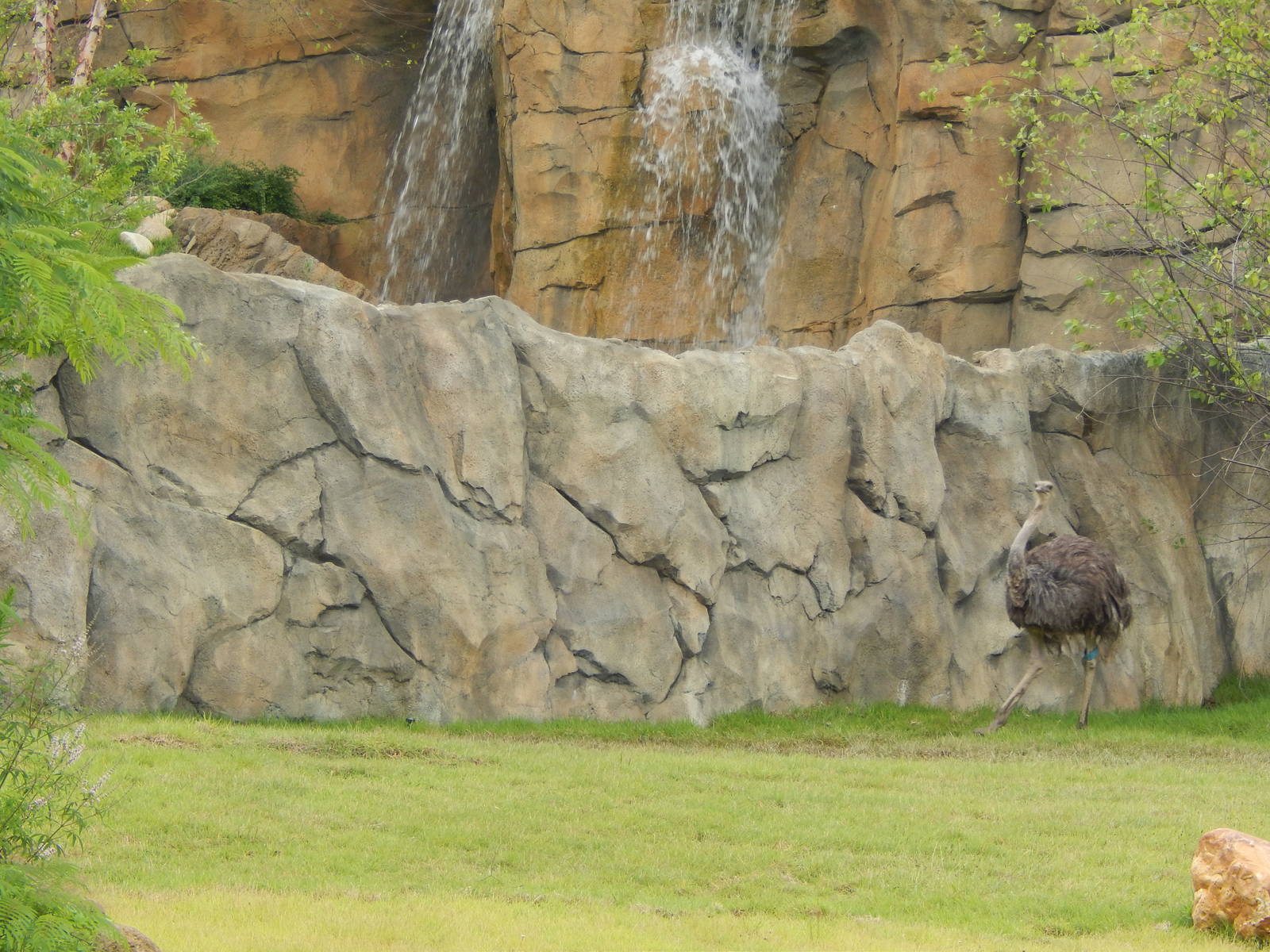 Jul. 2014 - Africa - African Plains (New 2014!) - Ostrich + Painted Dog Bar