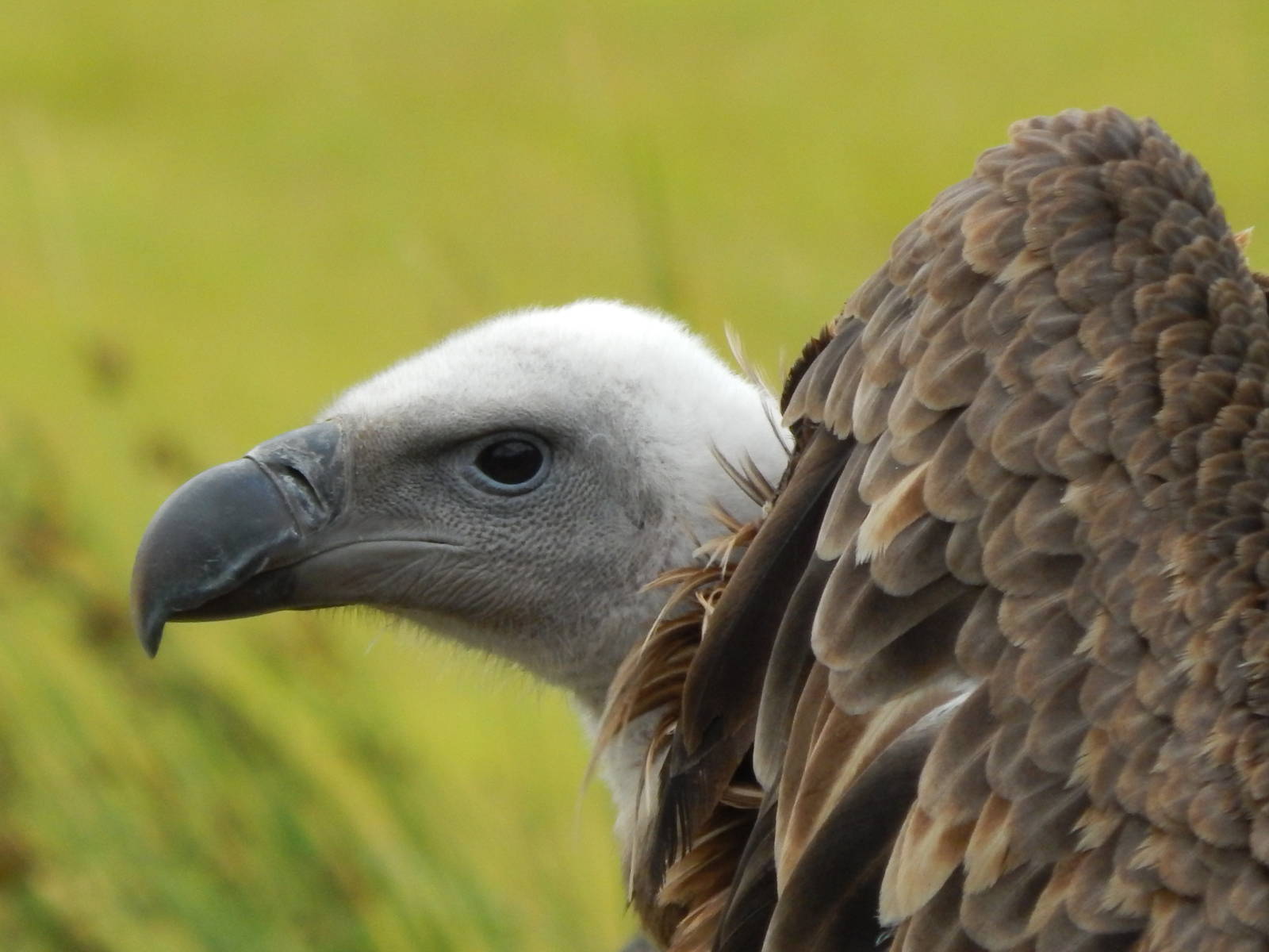 Jul. 2014 - Africa - African Plains - Ruppells Vulture