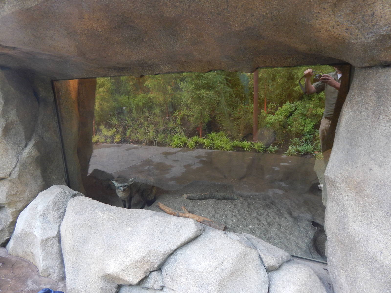 Jul. 2014 - Africa - Phase IV (New 2014!) - Bat-eared Fox Indoor Exhibit