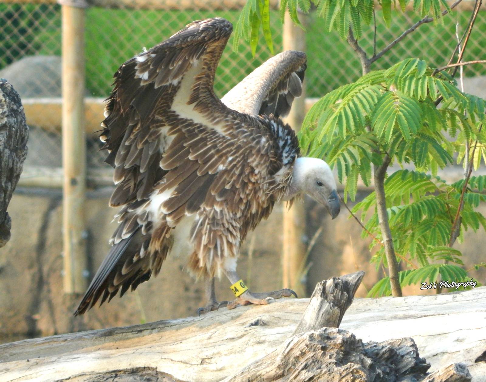 Jul. 2014 - Africa - Ruppell's Vulture