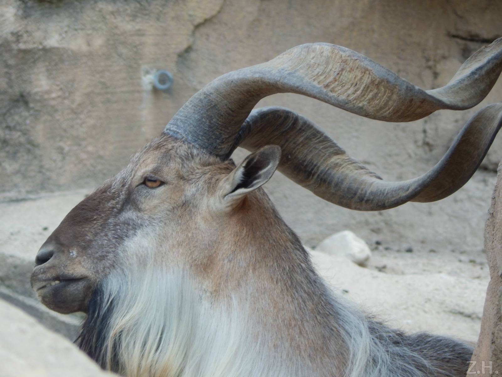 Jul. 2014 - Asia Quest - Markhor