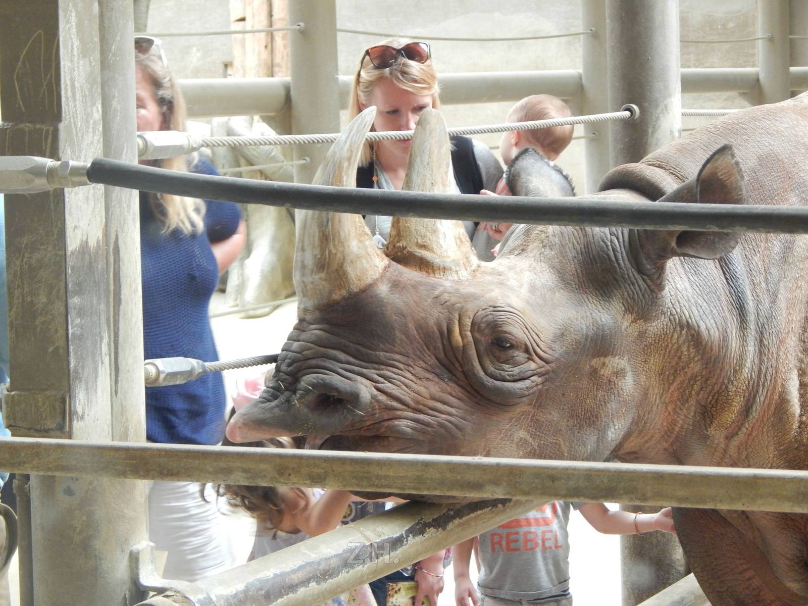 Jul. 2014 - Asia Quest - Pachyderms - Rhino Trek - Black Rhino Encounter