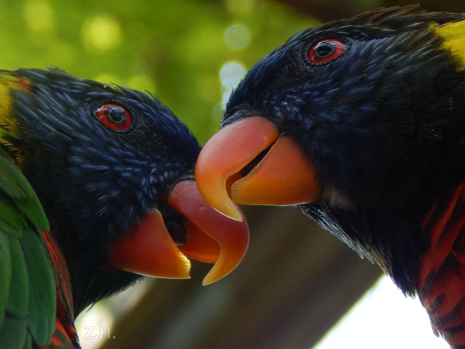 Jul. 2014 - Australia and the Islands - Lorikeet Garden - Green-naped Lorik