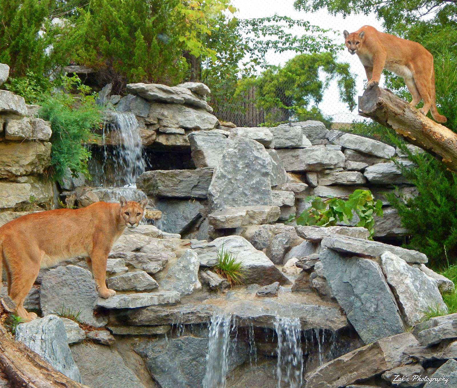 Jul. 2014 - Cat Canyon - Tecumseh + Joseph (A lucky shot)