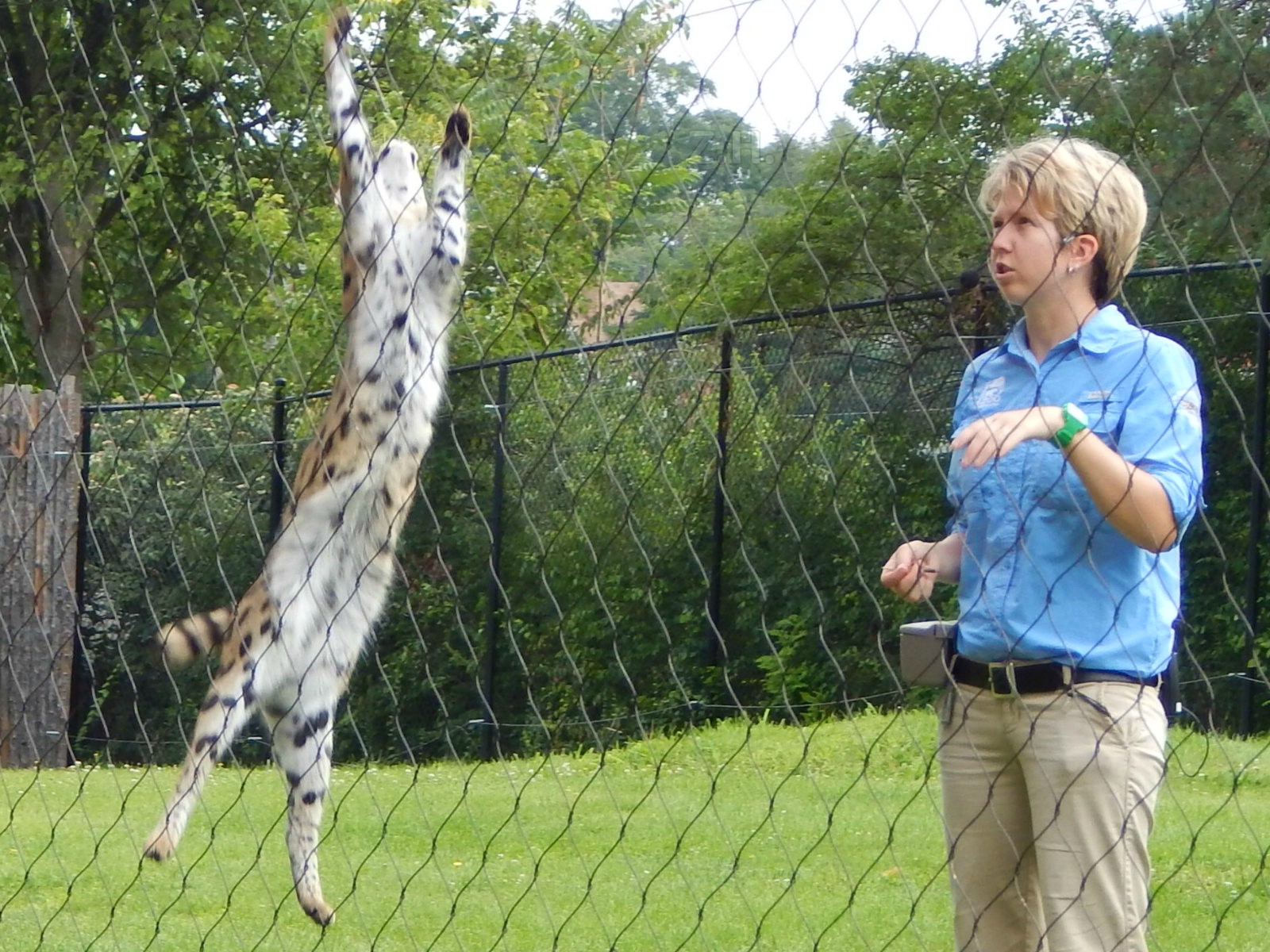 Jul. 2014 - Cheetah Encounter - Serval Demonstration