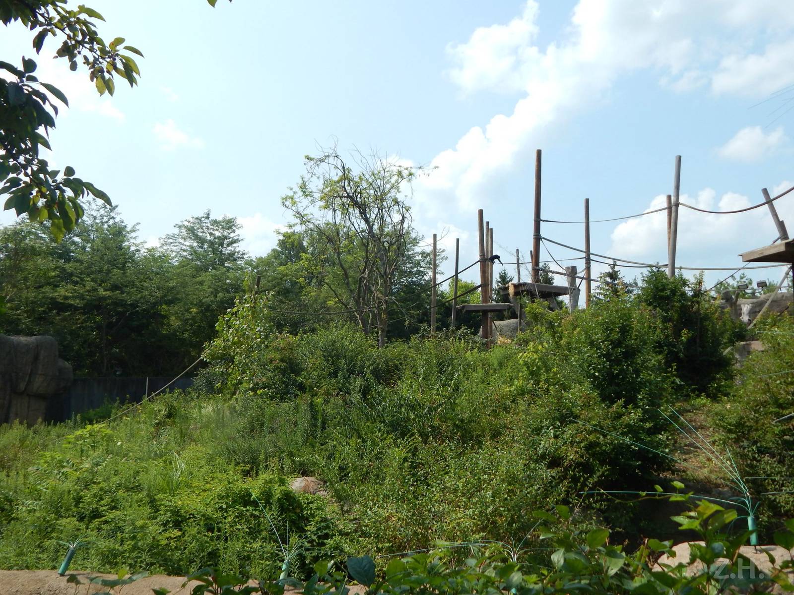 Jul. 2014 - Congo Expedition: African Forest - Bonobo Exhibit (Can You Find