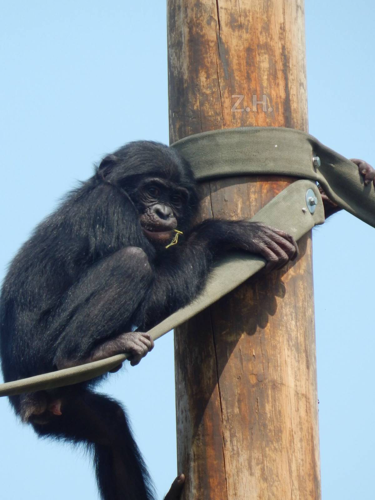 Jul. 2014 - Congo Expedition: African Forest - Juvenile Bonobo