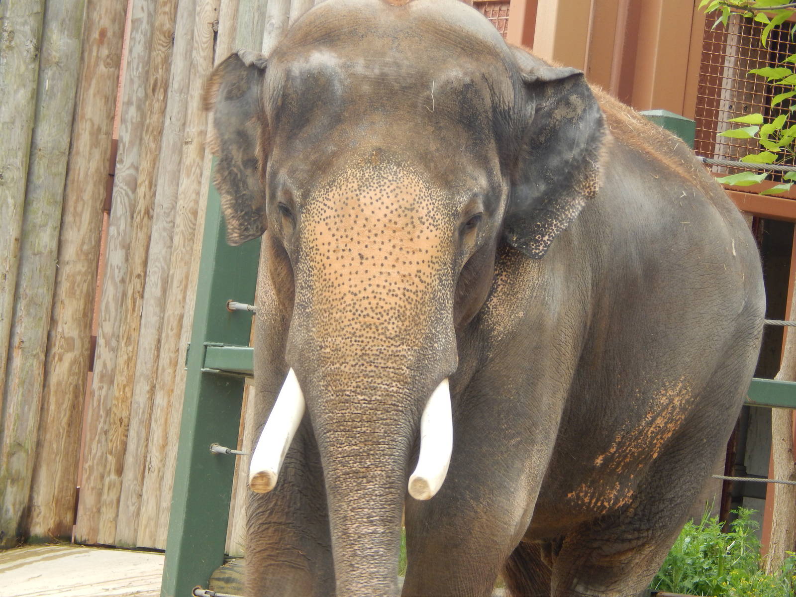 Jul. 2014 - Elephant Reserve - Sumatran Elephant - Sabu