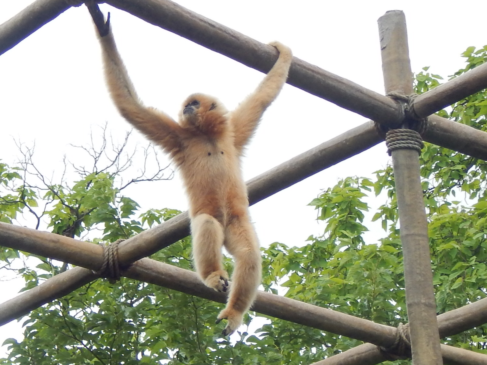 Jul. 2014 - Gibbon Islands - Buff-cheeked Gibbon