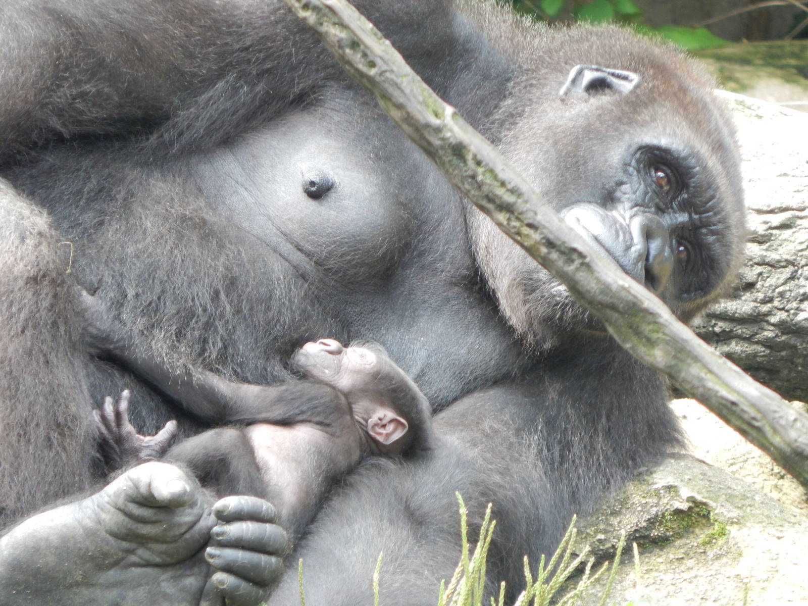 Jul. 2014 - Gorilla World - Asha + Mondika