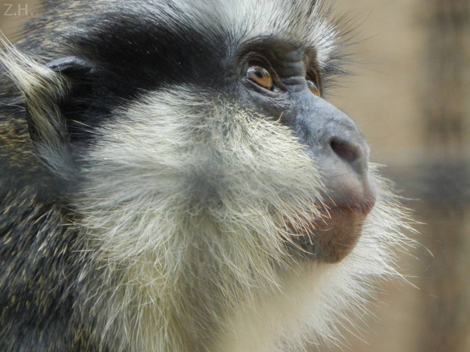 Jul. 2014 - Gorilla World - Greys Crowned Guenon