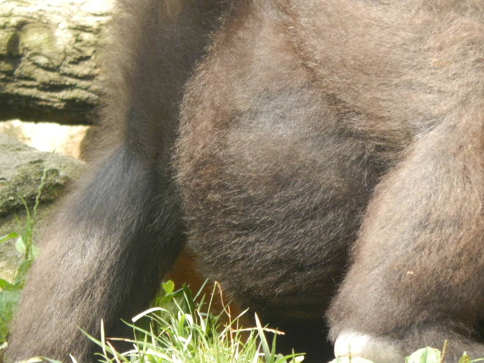 Jul. 2014 - Gorilla World - Pregnant Asha