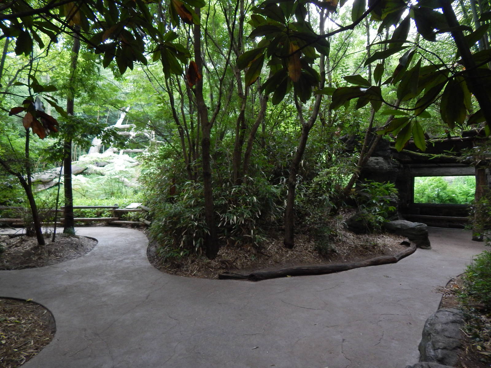 Jul. 2014 - Jungle Trails - Outdoor Bonobo Exhibit Viewings