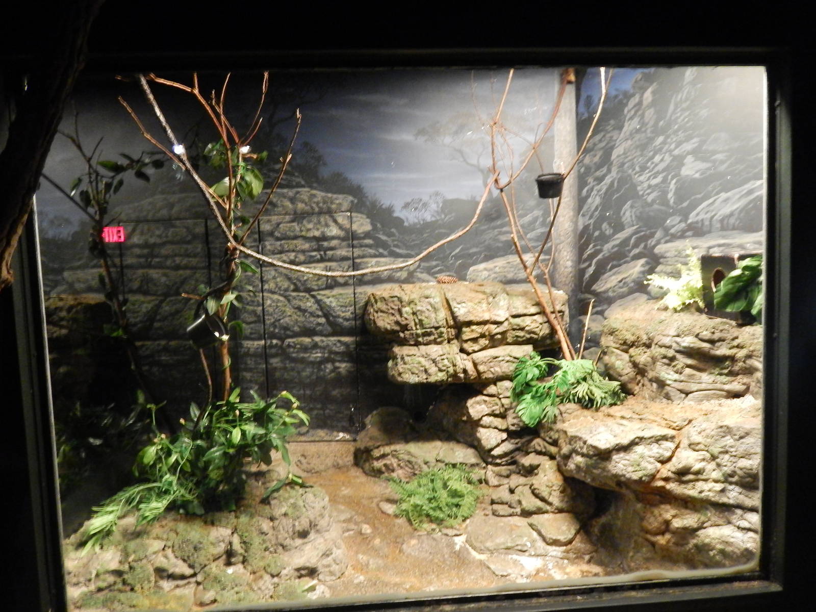 Jul. 2014 - Jungle Trails - Potto Exhibit (Reversed Lighting Off)