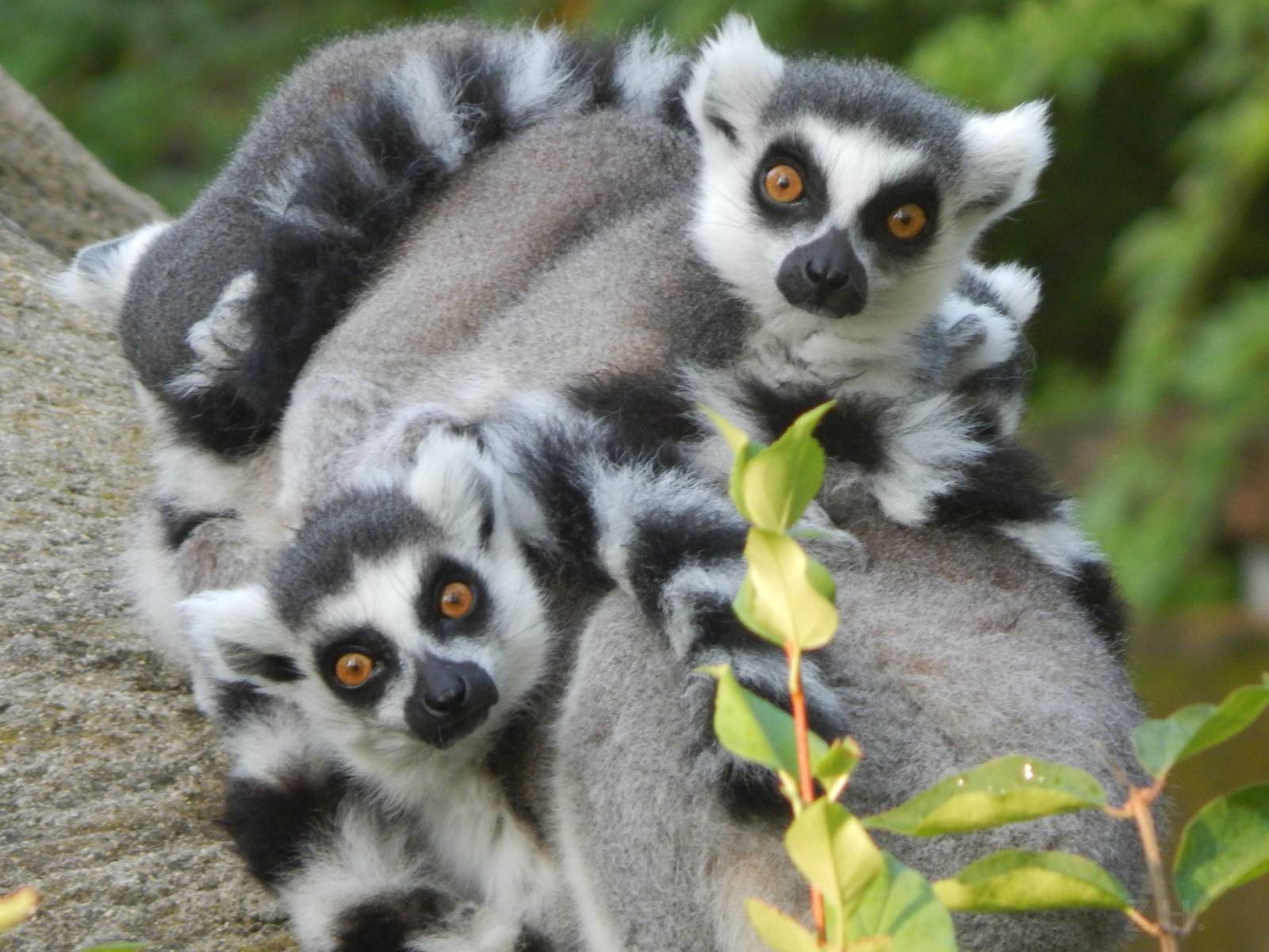 Jul. 2014 - Lemur Lookout - Ring-tailed Lemurs