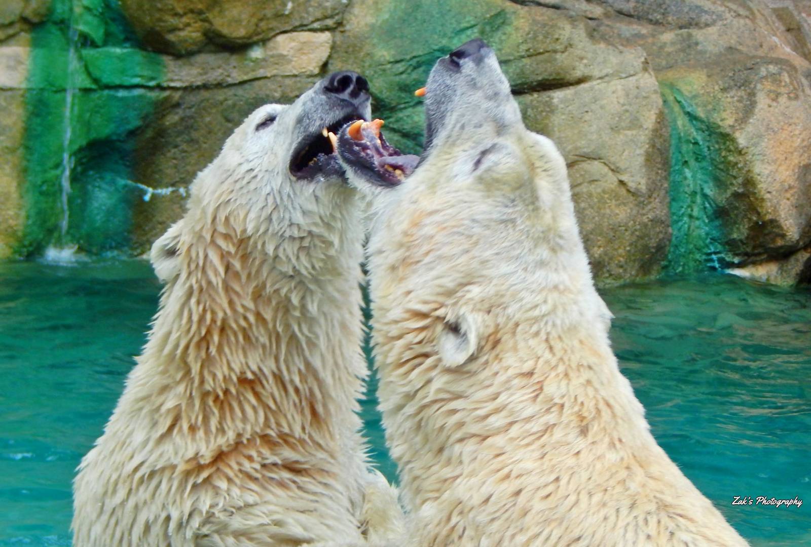 Jul. 2014 - Lords of the Arctic - Little One + Berit