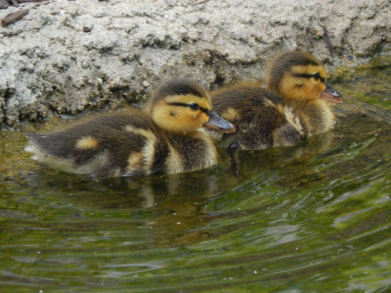 Jul. 2014 - Mallard Ducklings