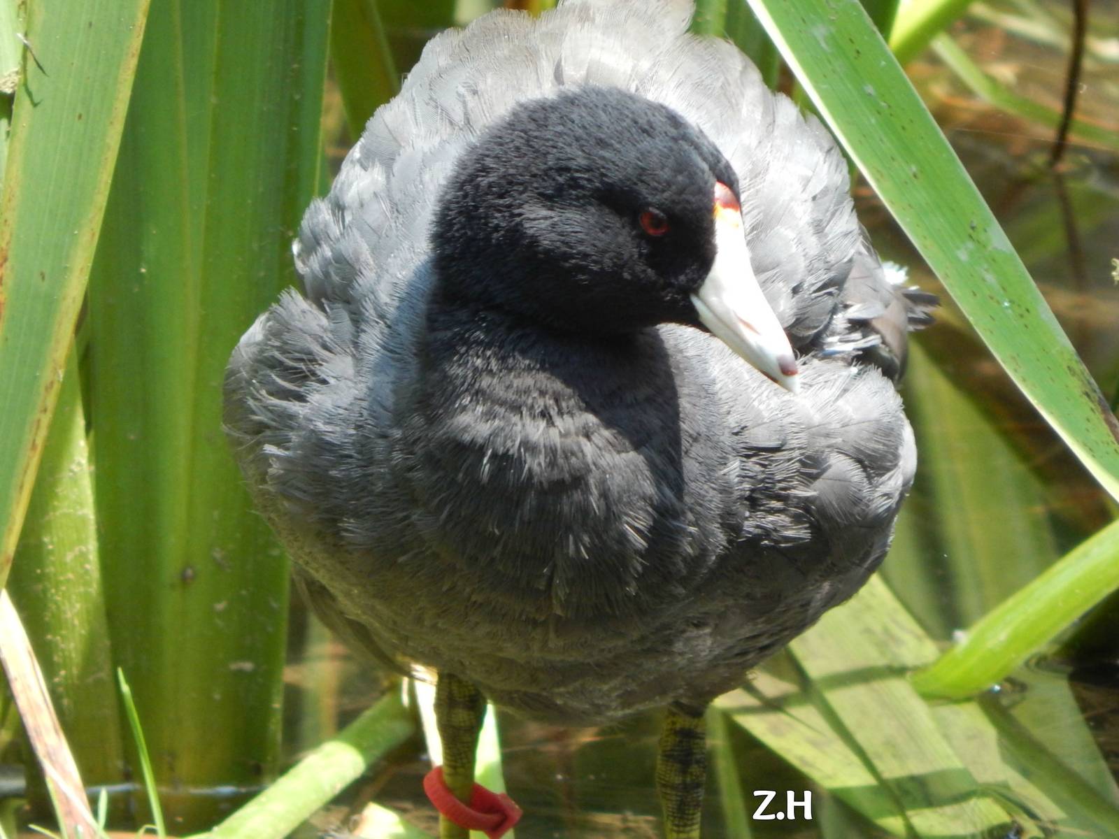 Jul. 2014 - North America - Migratory Songbird Aviary - American Coot