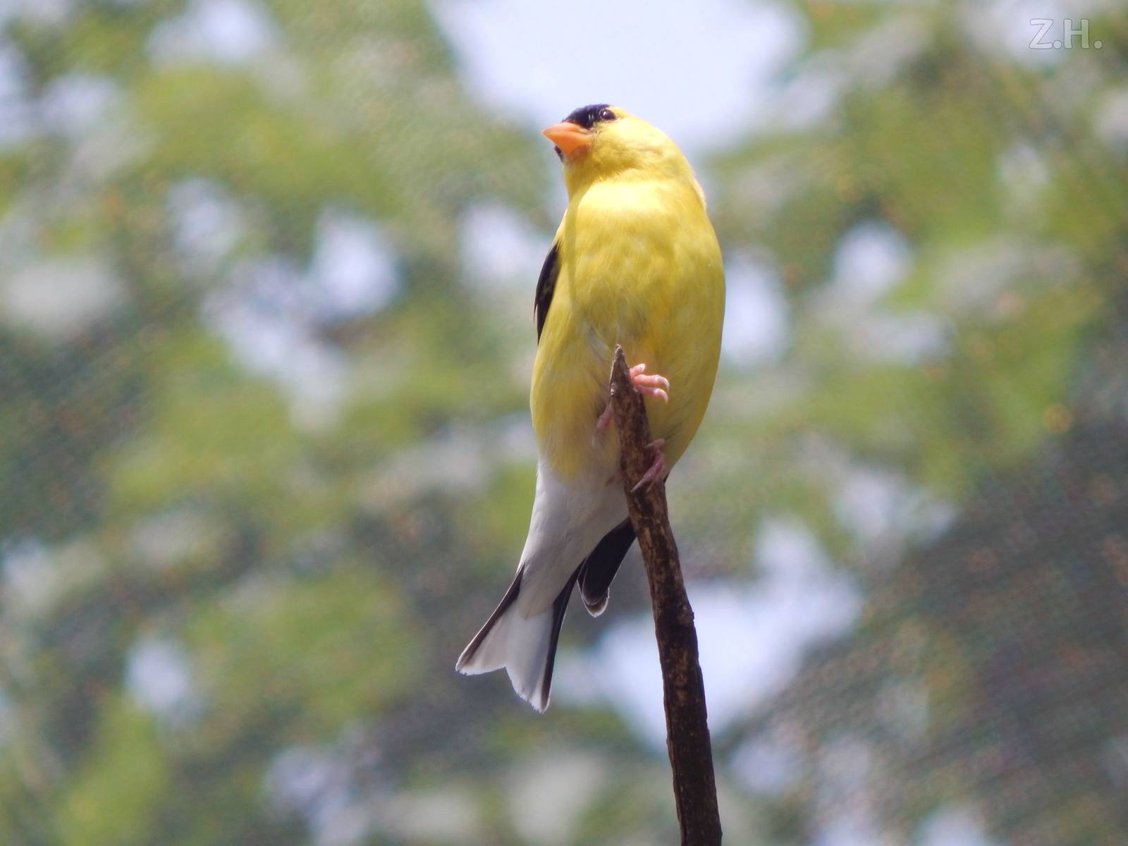 Jul. 2014 - North America - Migratory Songbird Aviary - American Goldfinch