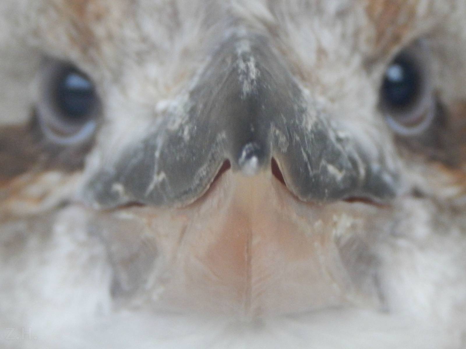 Jul. 2014 - Veterinarian Building - Laughing Kookaburra