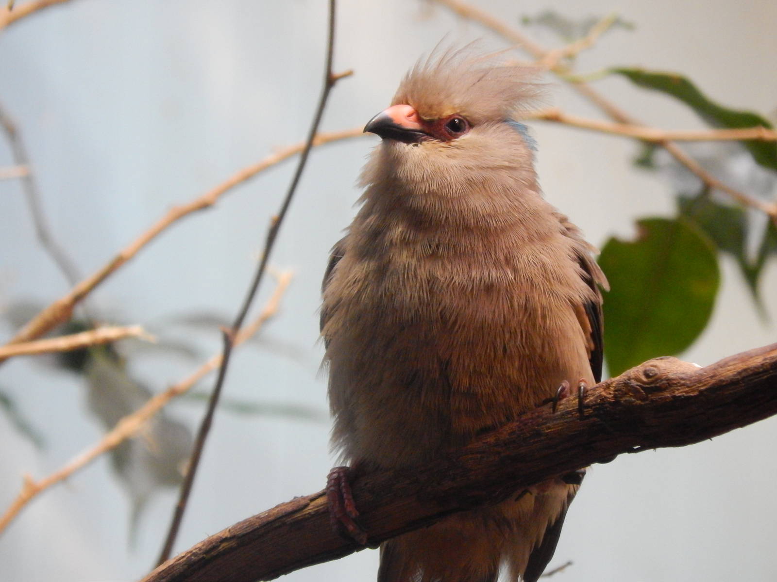 Jul. 2014 - Wings of the World - Blue-naped Mousebird