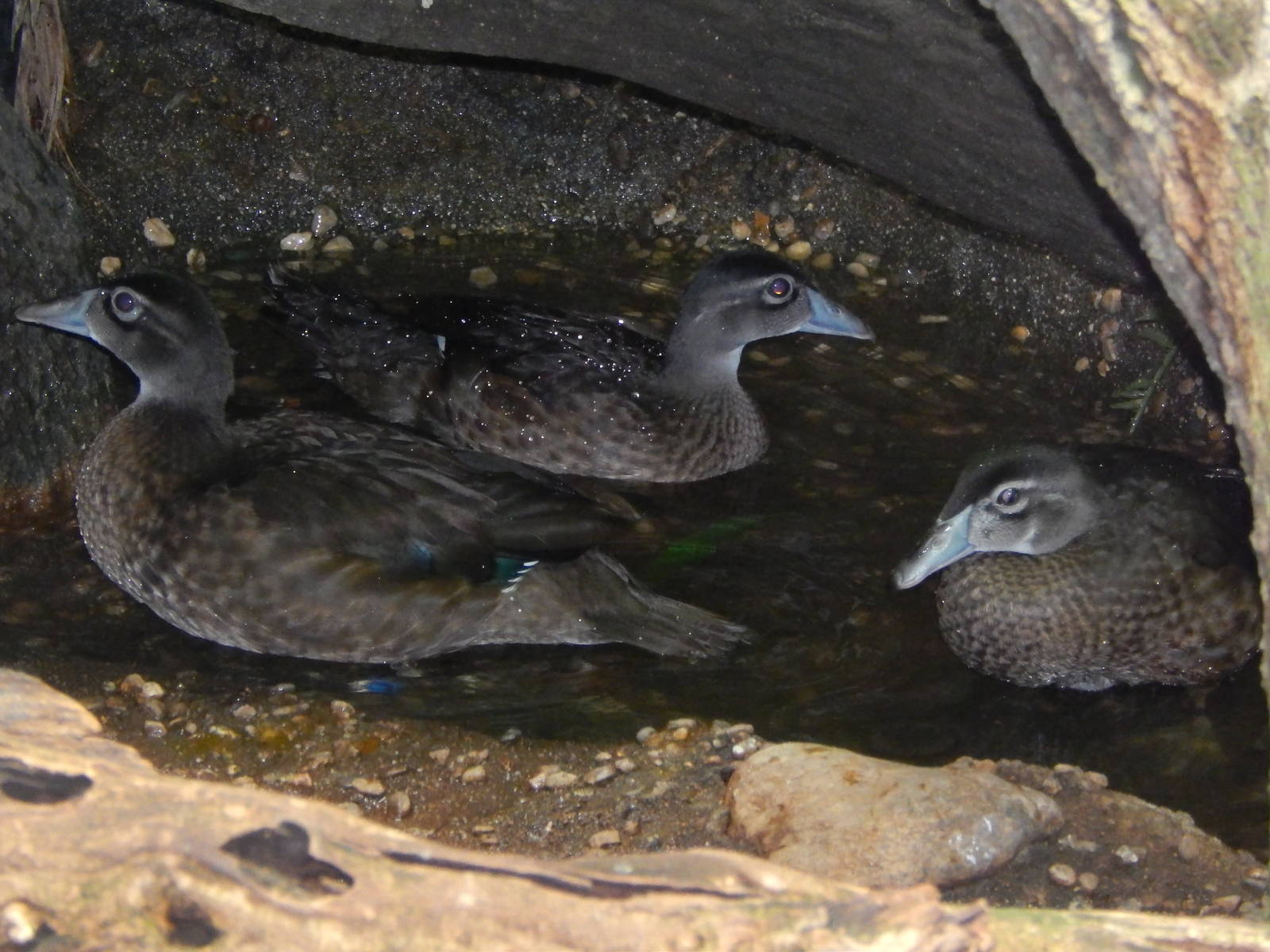 Jul. 2014 - Wings of the World - Wood Ducks
