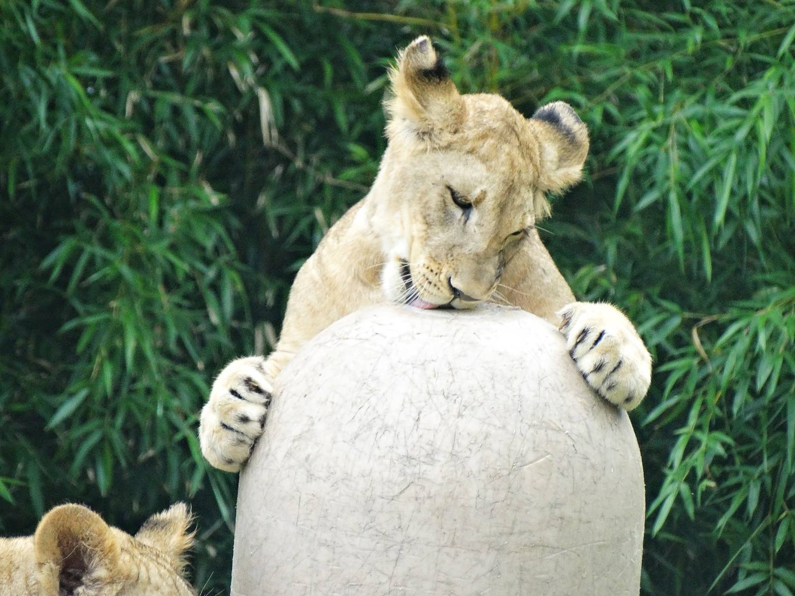 Jul. 2015 - Africa - Juvenile African Lion