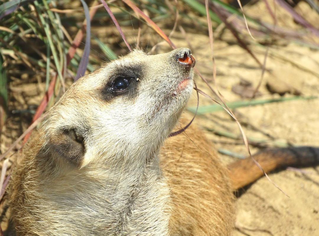 Jul. 2015 - Africa - Juvenile Meerkat