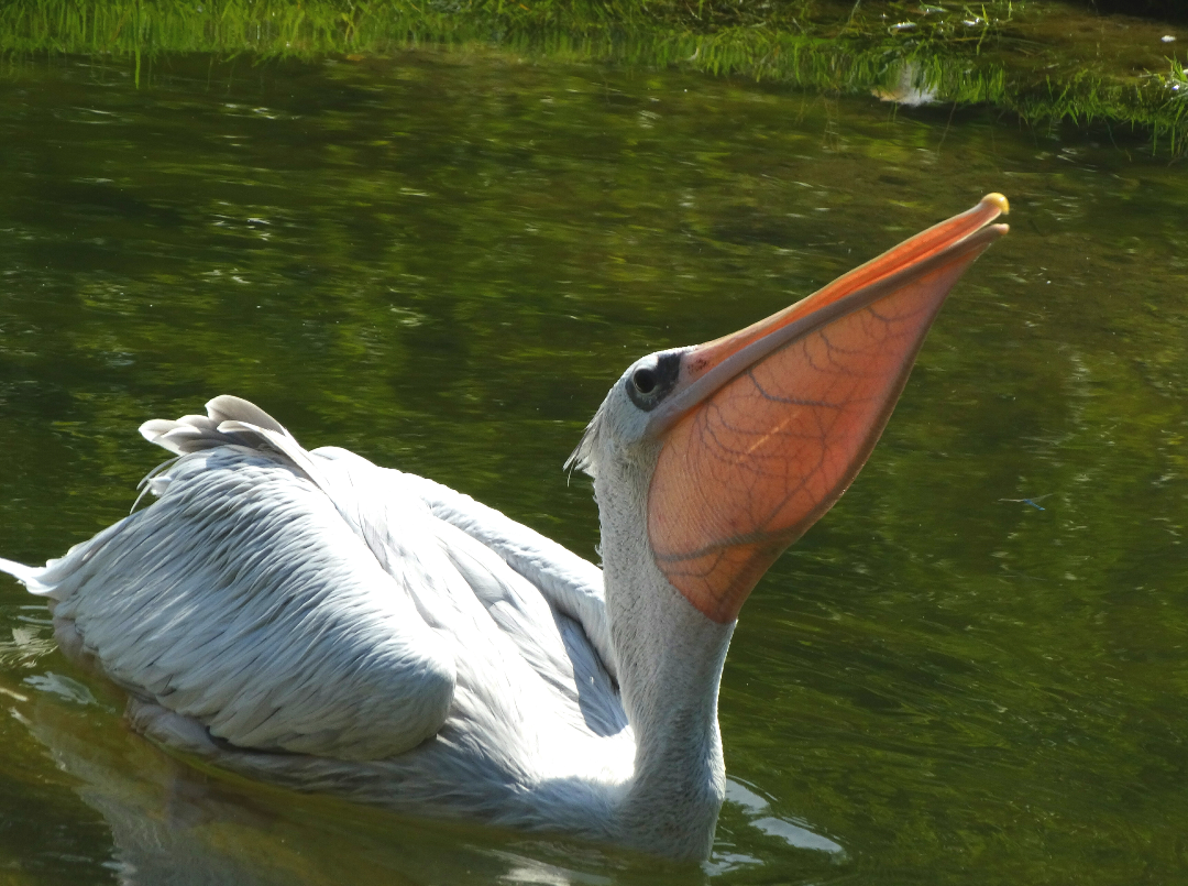 Jul. 2015 - Africa - Pink-backed Pelican