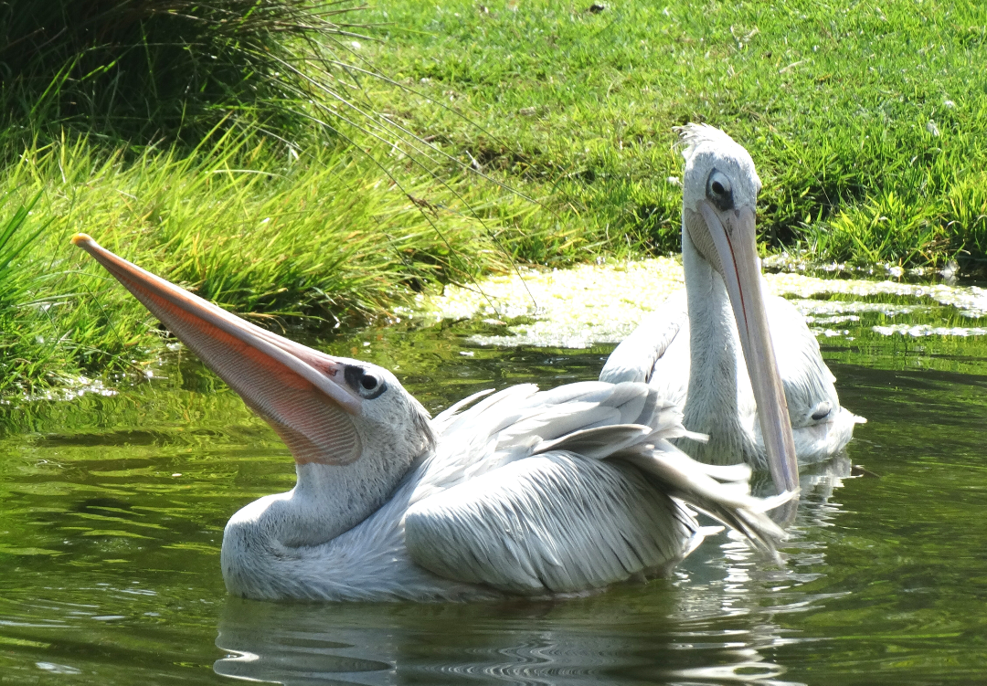 Jul. 2015 - Africa - Pink-backed Pelicans